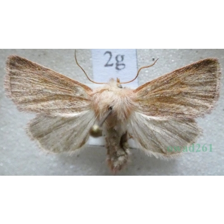 Denticucullus pygmina (Haworth, 1809) Czech2g